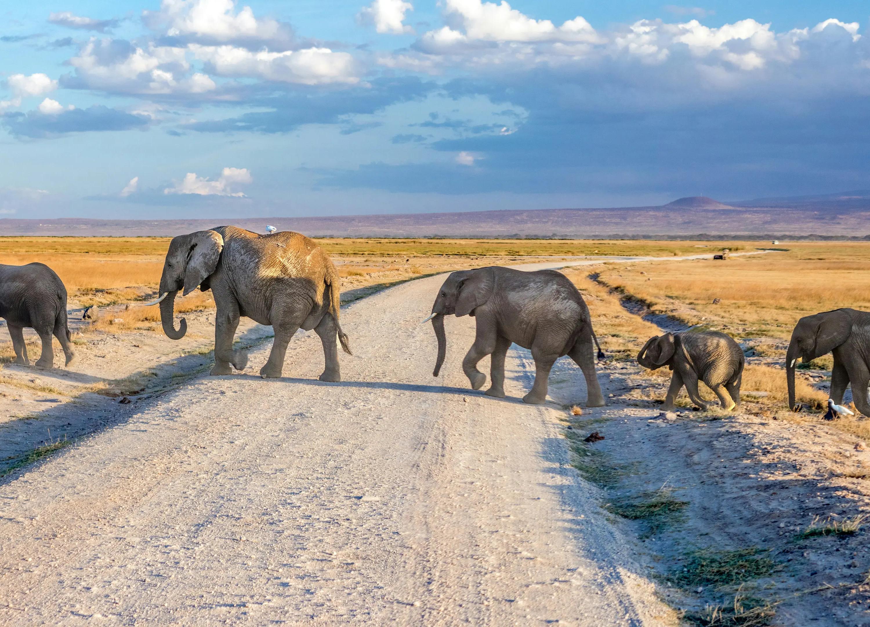 Elephants crossing