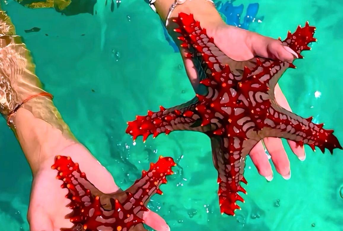 Ocean Adventure 3